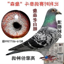 鸽子活体信鸽赛鸽天落鸟黑色信鸽火凤凰大红袍麒麟花纯白信鸽包邮