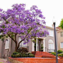 欧洲紫丁香花树苗浓香花卉植物室外耐寒耐热多年生庭院别墅风景树