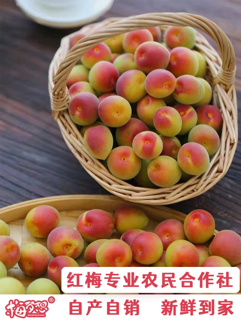 胭脂梅青梅鲜果诏安红梅青梅果新鲜梅子泡酒专用现摘孕妇水果特产