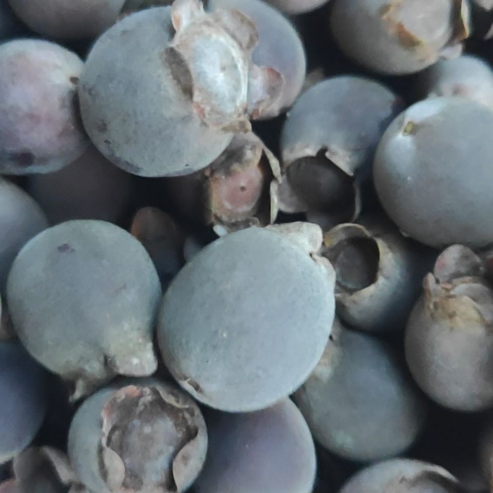 现货2020新货山稔子干山捻子干山棯桃金娘干果新鲜多尼果泡酒