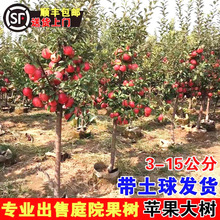 苹果树果苗特大嫁接红富士庭院室外果树南北方种植水果带土苹果苗