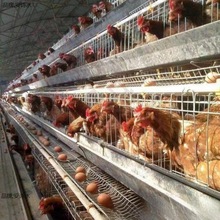 蛋鸡养殖笼养鸡场专用鸡笼子家用母鸡下蛋产蛋鸡笼自动滚蛋鸡笼子