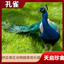 蓝孔雀出售的价格 什么地方有批发商品孔雀的 活体孔雀