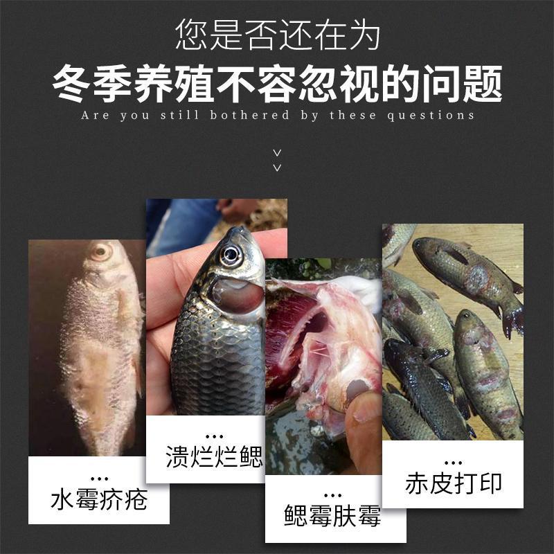 水霉病水霉清鱼药鱼塘水产养殖用药白毛病烂身五倍子末