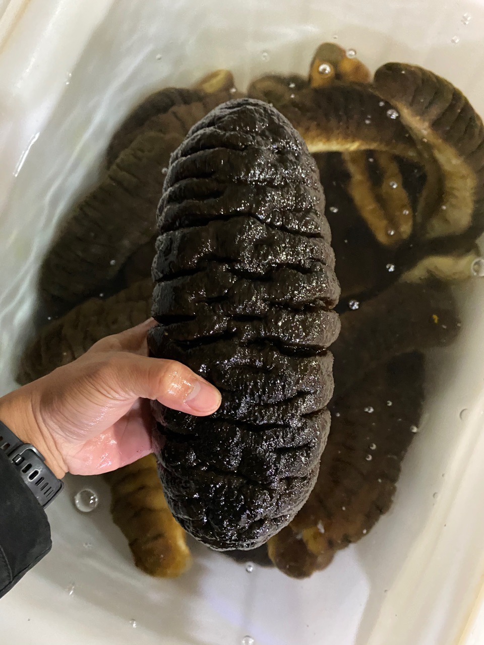 象牙参大乌参水发海参即食海参2斤大海参