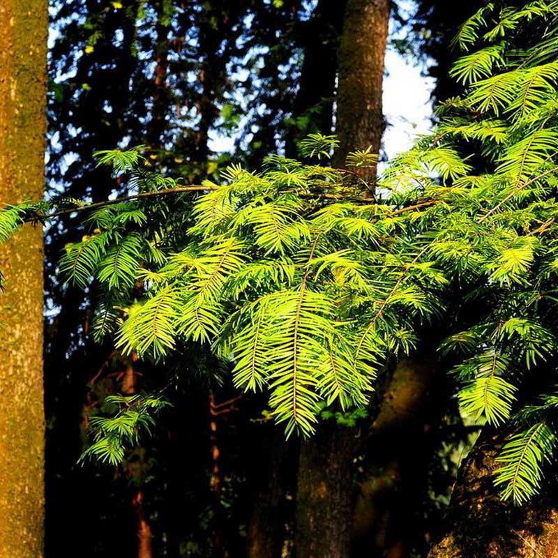 油杉种子 江南油杉种子 云南杉松种子 新种子高发芽率