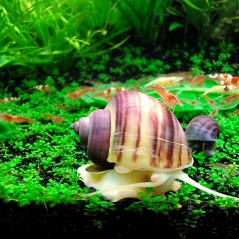 特价紫纹螺紫衣螺观赏螺神秘螺宠物螺工具螺除藻除苔螺活体螺包活