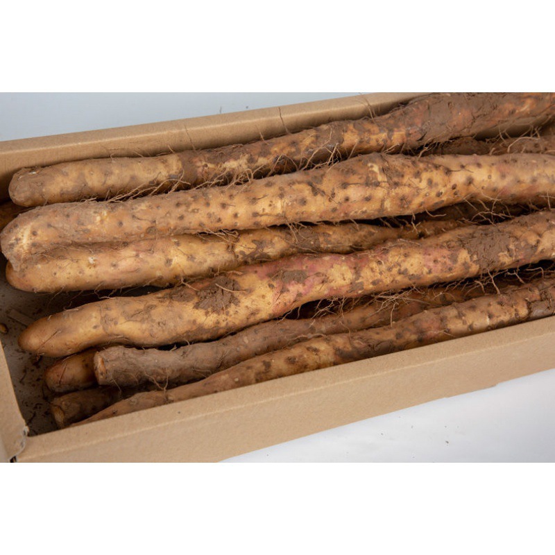 山药【特级3/5斤】河南焦作温县垆土正宗铁棍铁杆新鲜现挖怀代发