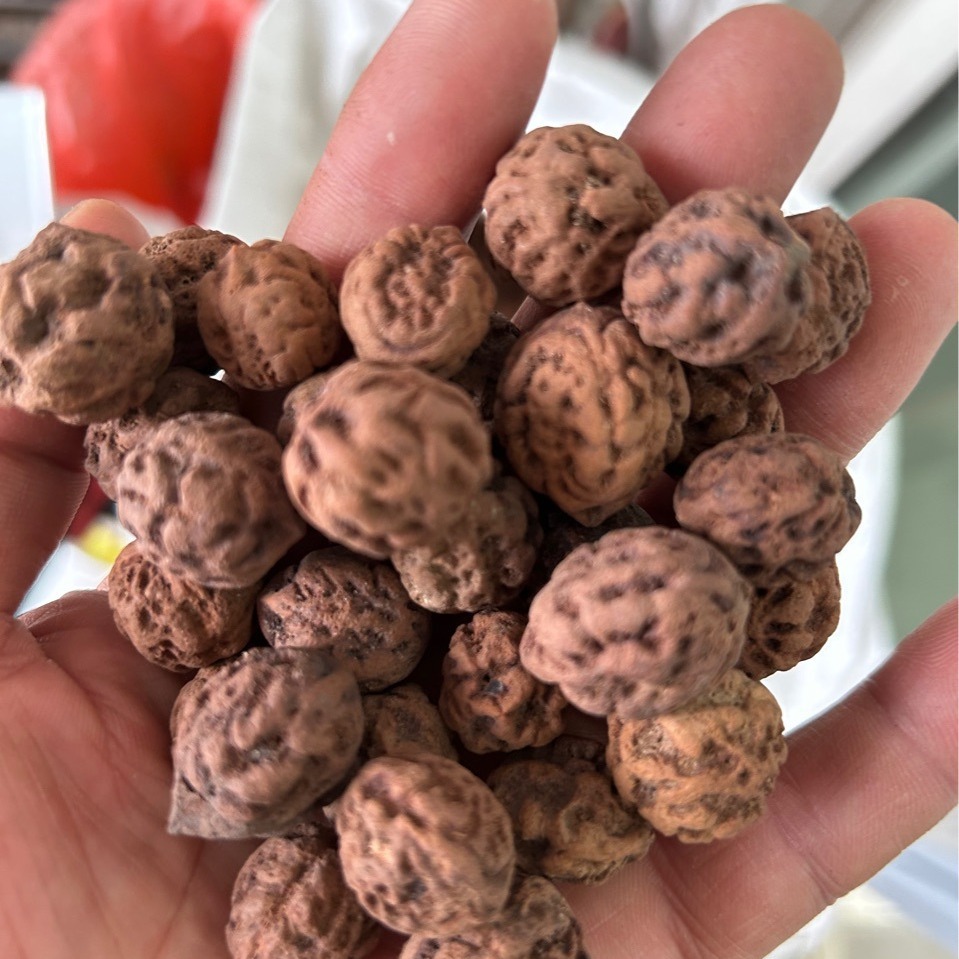 优惠批发山地龙眼菩提子 麒麟眼菩提子,天竺菩提子