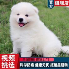 精品熊版萨摩耶活体幼犬阿拉斯加幼犬幼犬活物大中小型犬宠物狗