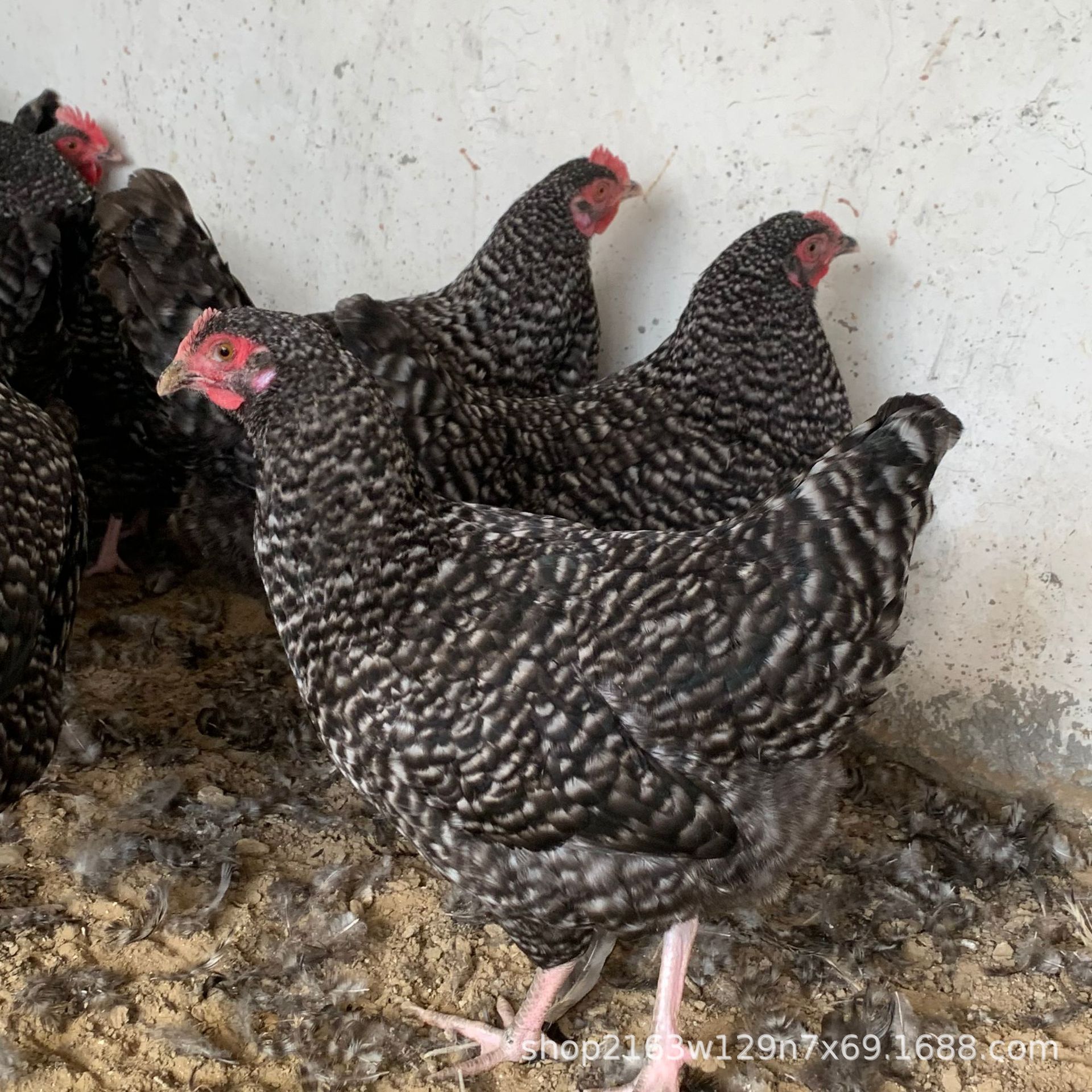 大量供应汶上芦花鸡苗活体脱温芦花鸡半斤活苗散养芦花鸡种蛋价格