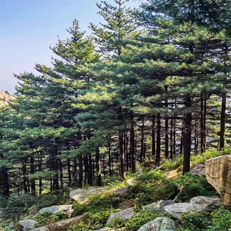 白皮松种子新采一级松树籽散装优质观赏风景树绿化植物
