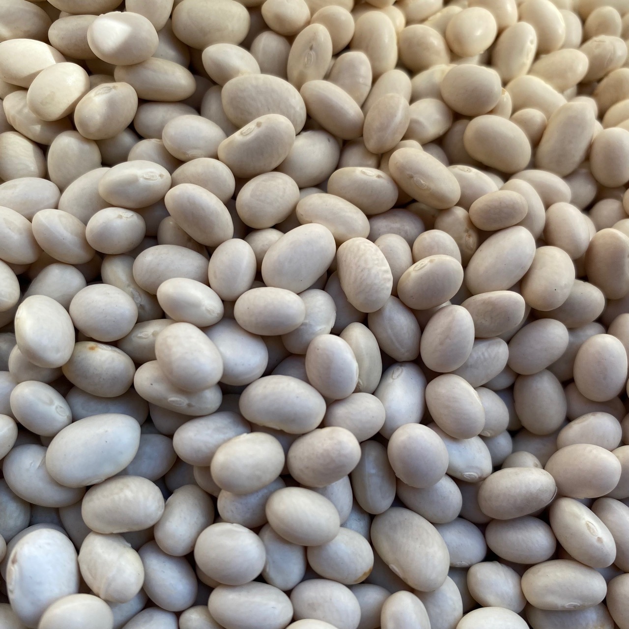 农家自种小白豆 珍珠豆 白芸豆 弹子豆 肾豆 中餐炖汤原料批发