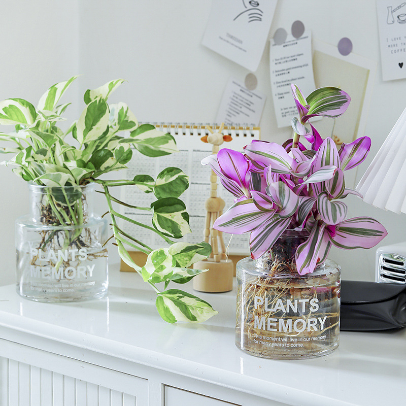 水培植物绿萝绿植室内办公室桌面栀子花吊兰小盆栽竹芋多肉