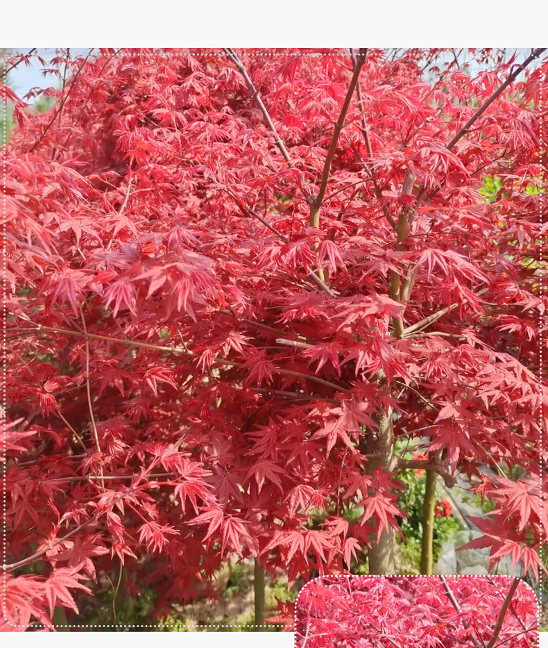 日本红枫苗三季红树苗常年红红舞姬树苗风景树庭院植物