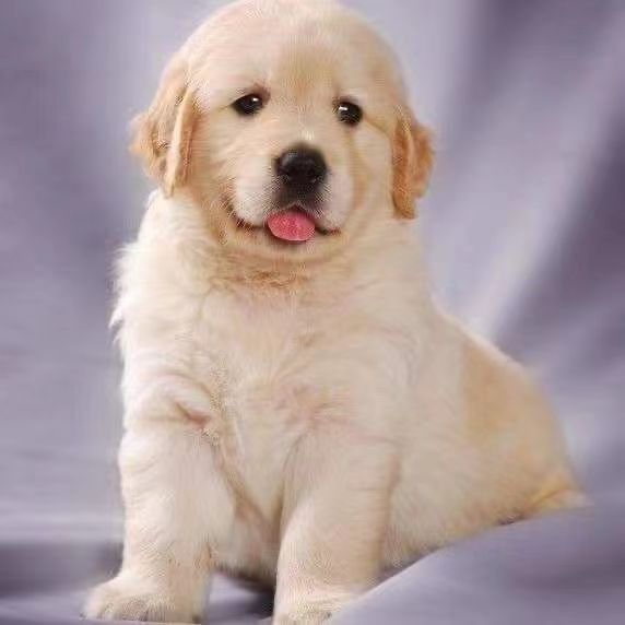 金毛幼犬纯种金毛小狗狗家养便宜中大型金毛幼犬宠物狗狗活物定金