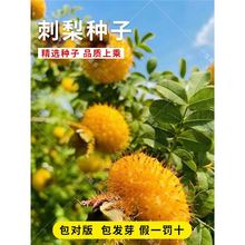 新采野生刺梨种子刺梨果树种籽子水果种食用四季可做材散装