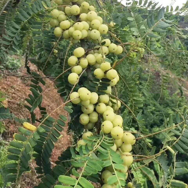 新鲜采摘油甘果余甘果牛甘果滇橄榄果酸水果余甘子份包邮
