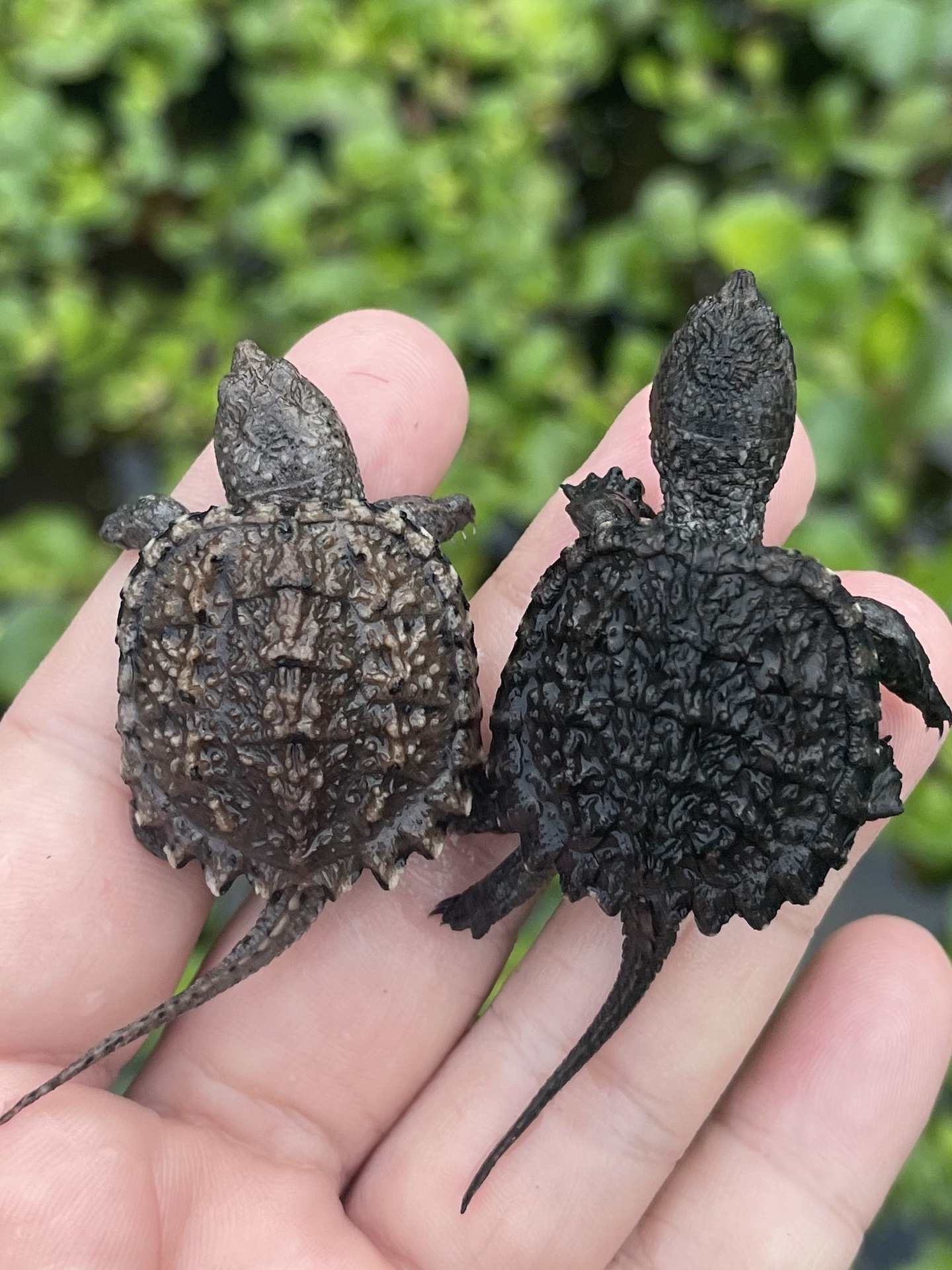 北美小鳄龟杂佛鳄龟苗活物小乌龟宠物活泼外塘凶猛幼苗活启梅商行