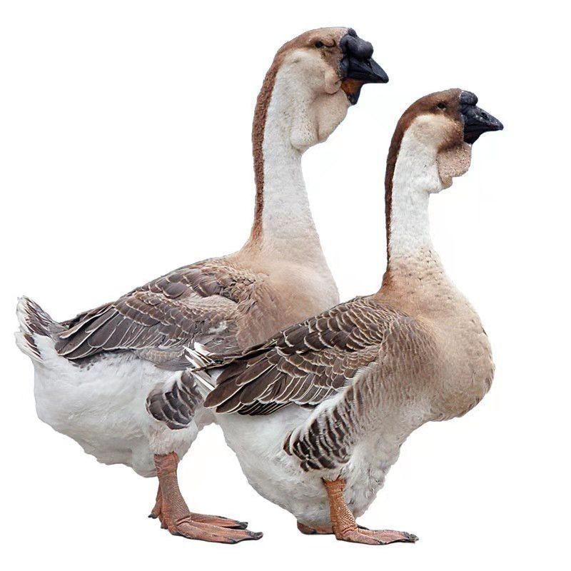 潮汕狮头鹅苗小鹅活体正宗汕头纯种狮头鹅活特大品种鹅崽幼产蛋鹅