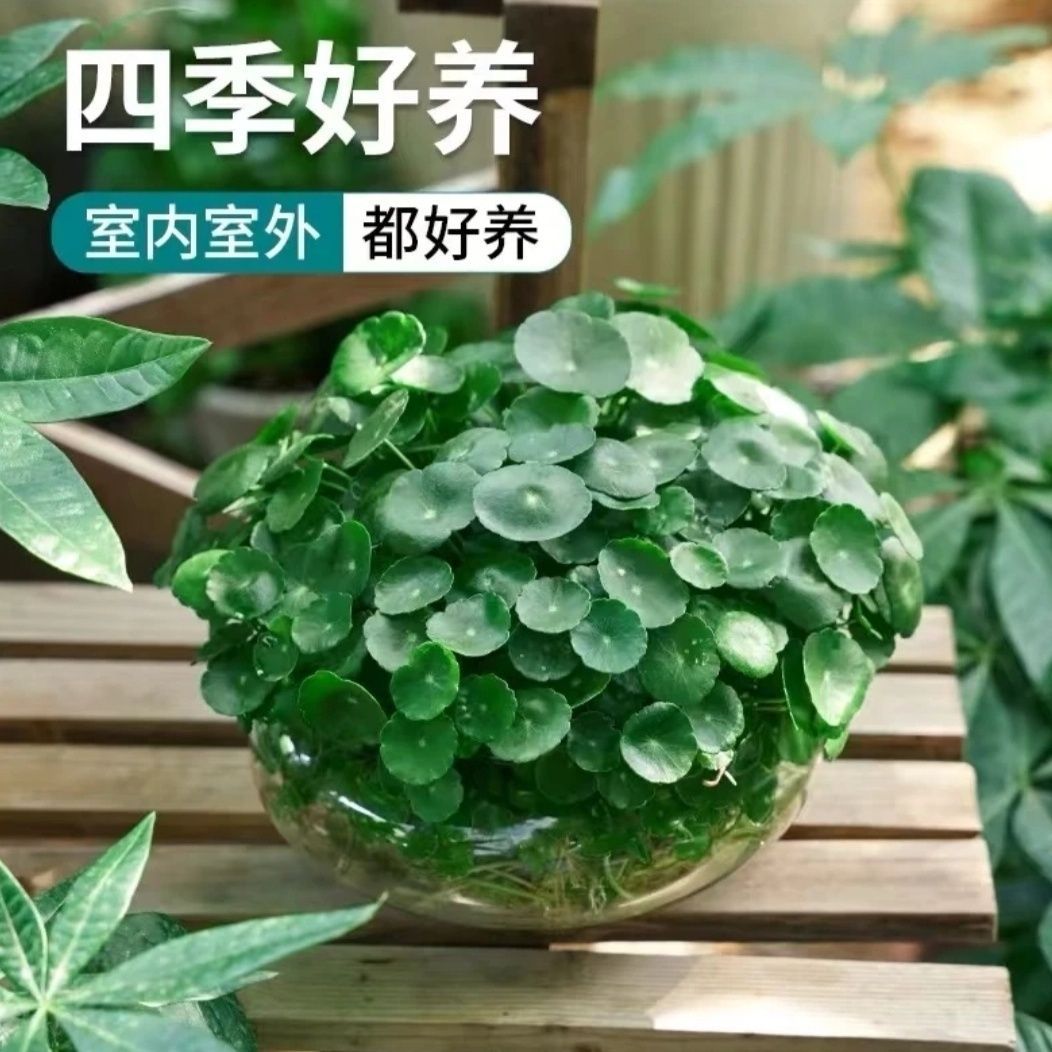 水土培铜钱草四季常青室内外庭院种植净化空气好养易活招财旺宅