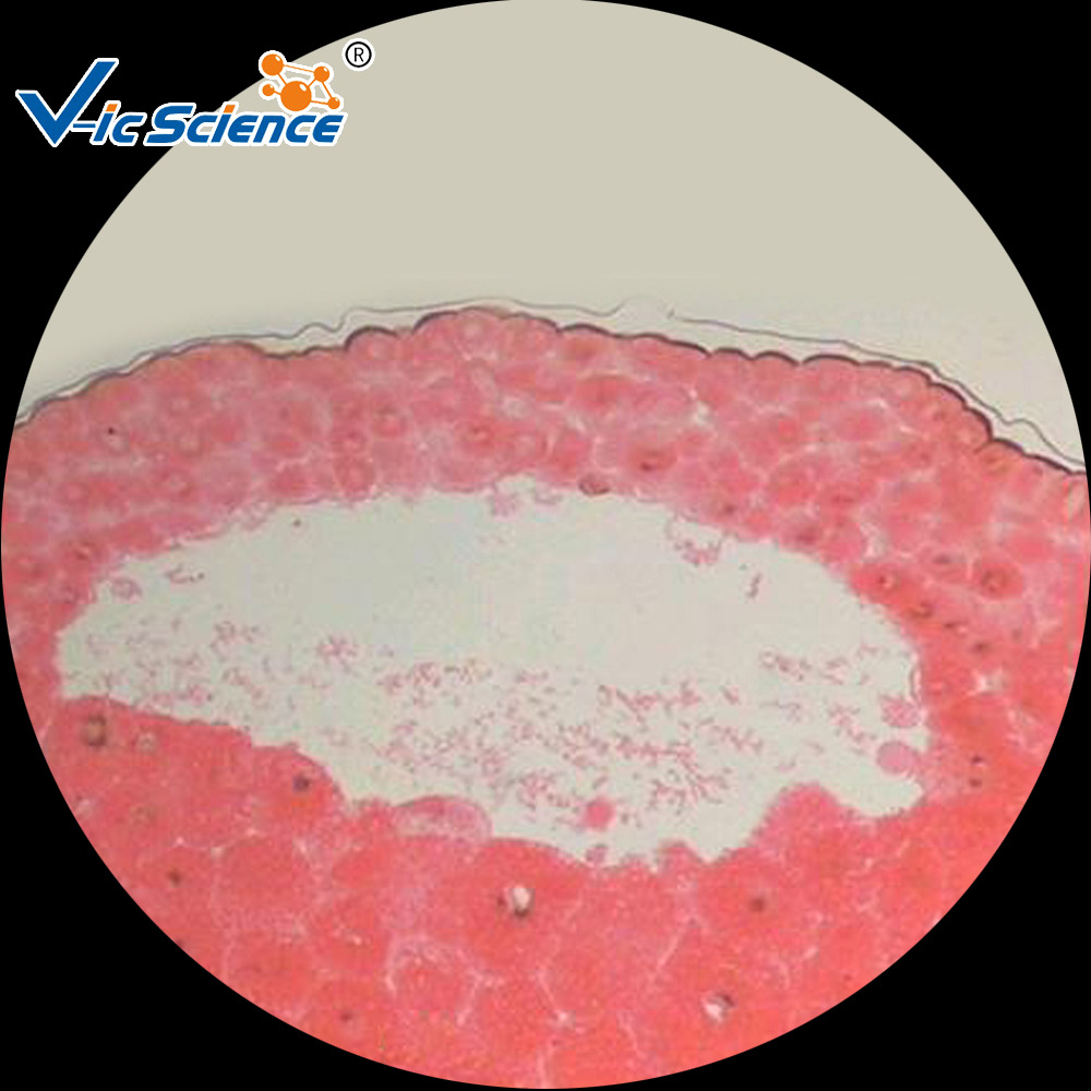 蛙卵囊胚期切片 初高中生物教学器材 动植物切片 显微玻片标本