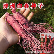 澳洲血参种子红色人参种子人参种人参花人参果种原装蔬菜种子大全