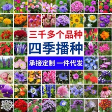 四季花种子批发重瓣太阳花波斯菊百日草花向日葵易活花卉多季种子