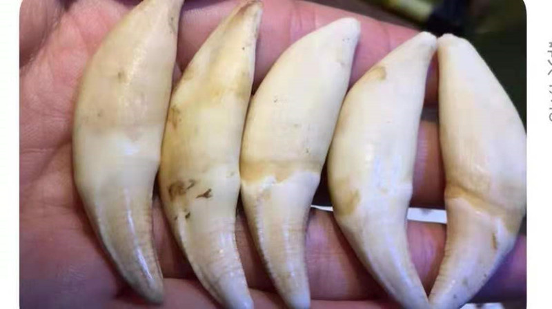 狗牙 纹牙血牙 仿狼牙藏獒牙 景区货源 文玩黑狗牙藏獒牙