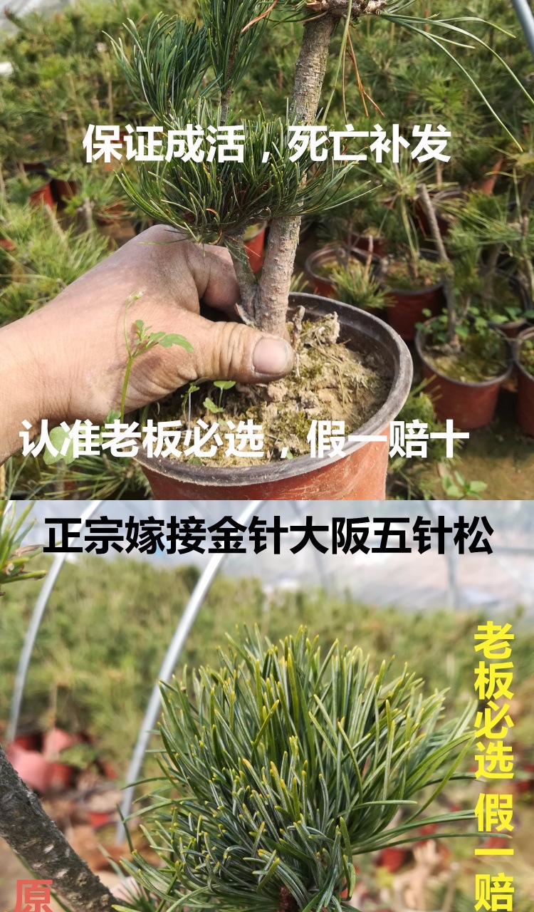 正宗日本嫁接五针松小苗 松树造型盆景苗 黑松嫁接短针大阪松盆