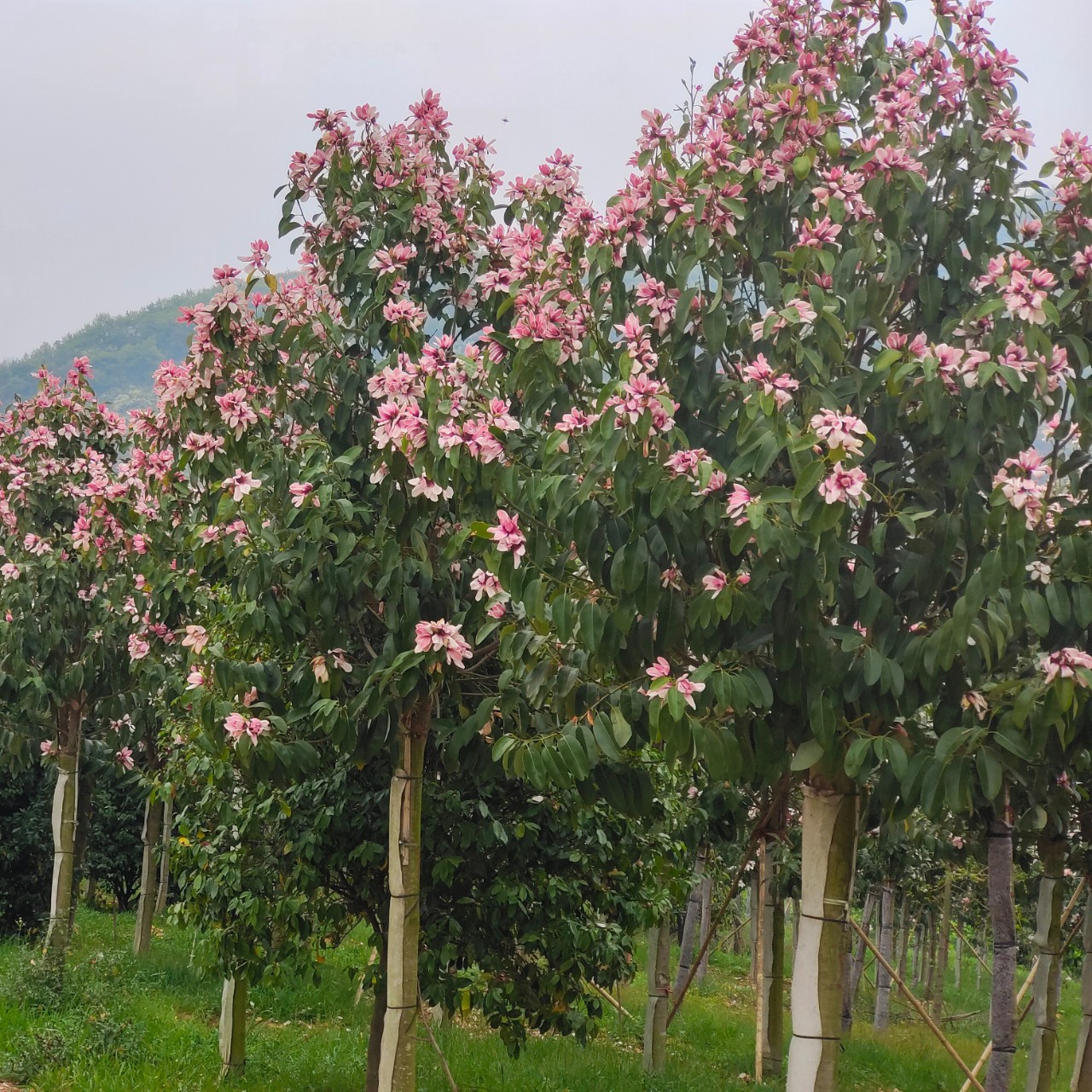 2210基地批发 供应 红花深山含笑 袋苗假植树 红运含笑 常绿乔木