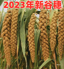 玄凤牡丹鹦鹉零食黄谷穗仓鼠粮穗玩具训练2023新谷穗鸟粮鸟食