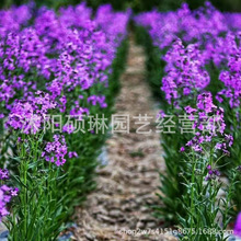 蓝香芥种子花种子多季景观花海花卉欧亚香花芥花庭院观赏植物种子