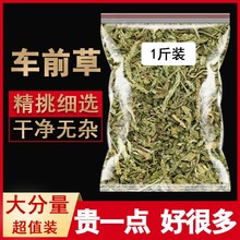 车前草中药材新货500g泡水泡茶喝非中药饮片正品官方旗舰店非特级