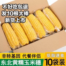 10根东北黄糯玉米真空包装新鲜甜糯玉米软糯粘非转基因棒子黏苞米