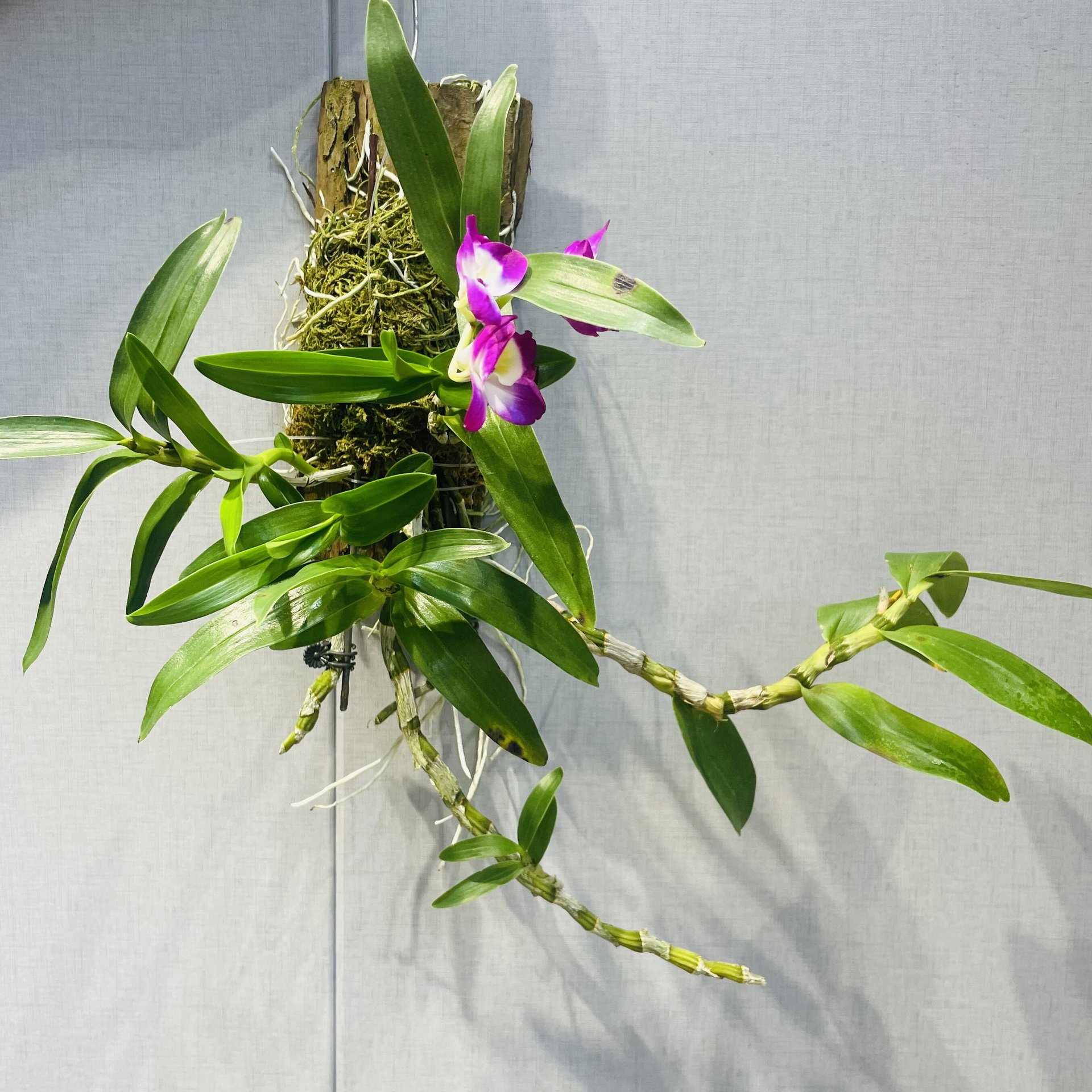 春石斛可吃可观赏创意迷你小吊盆年底开花室内垂吊花卉植物-阿里巴巴