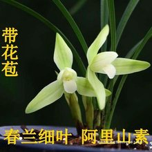 名贵兰花带花苞建兰春兰四季素心兰花苗出售花卉盆栽草好养