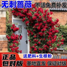 无刺蔷薇花苗爬藤月季四季开花藤本花卉阳台盆栽耐寒包活代发