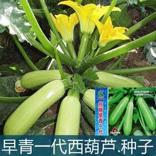 早熟西葫芦种子高产易种新品种可盆栽耐寒抗病四季春秋蔬菜种