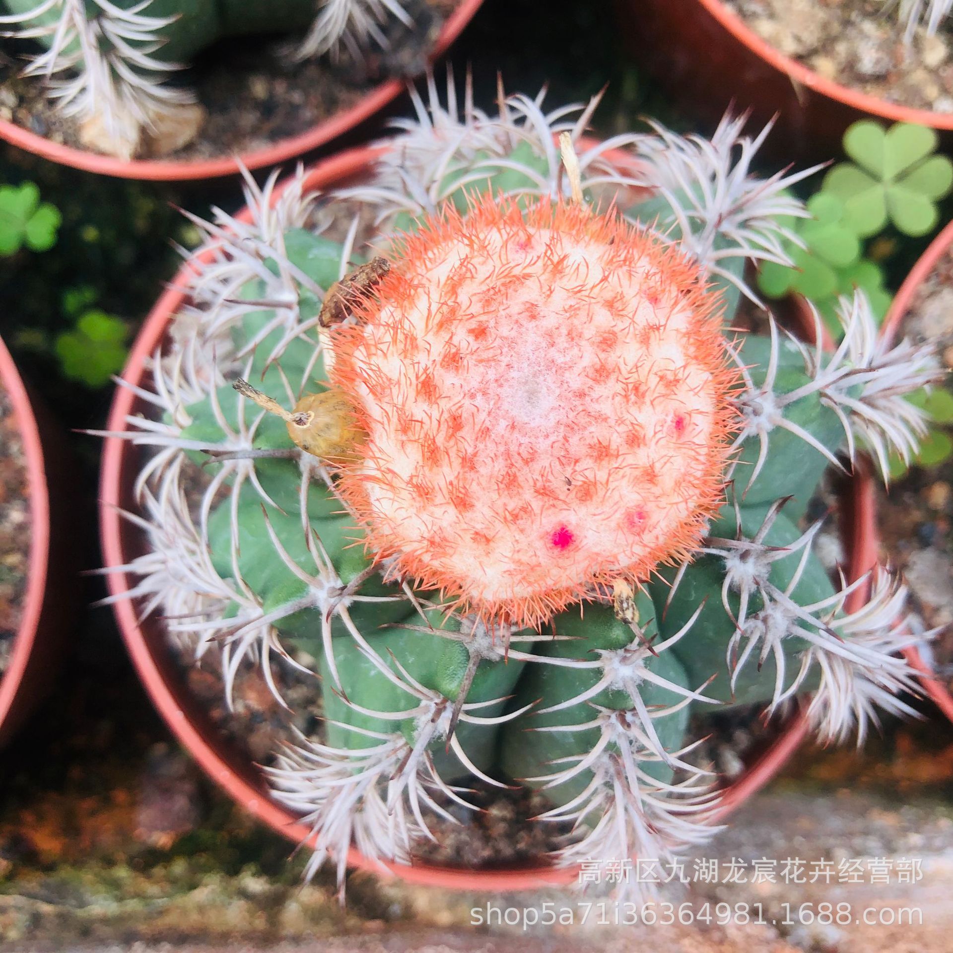 龙宸花卉 魔云仙人球 仙人掌景观沙生植物盆栽 仙人球批发