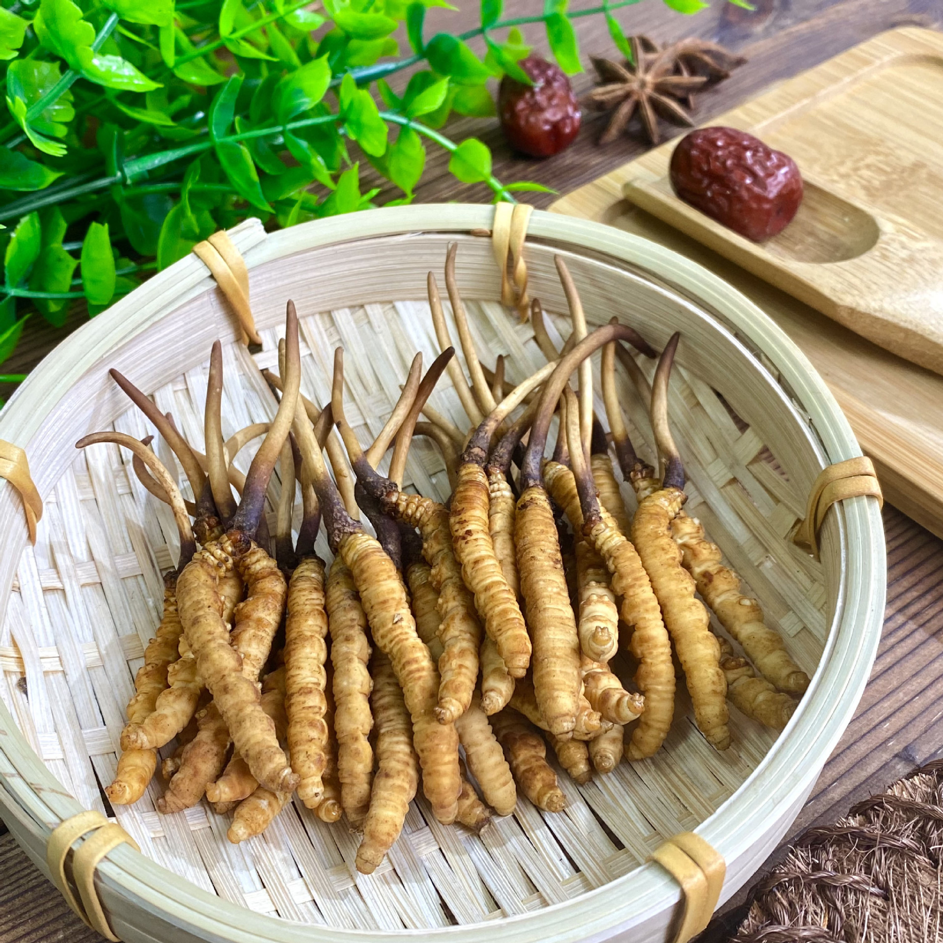 君荣药业 西藏那曲鲜冬虫夏草 干货批发青海高海拔虫草一手货源