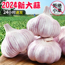 山东大蒜 2024年新大蒜头紫皮蒜当季干大蒜 5斤装 支持一件代发