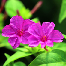 紫茉莉花种子 紫色午后开放 茉莉香味淡雅阳台花种盆栽花籽