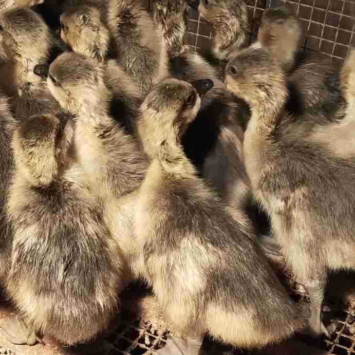 纯种狮头鹅大量现货狮头鹅脱温苗正宗特大种狮头鹅活体幼崽种蛋