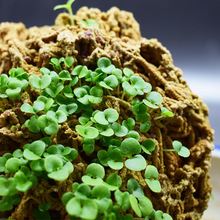 上水石吸水石植物草籽盆栽微景观草种子植物小叶恋石文竹菖蒲