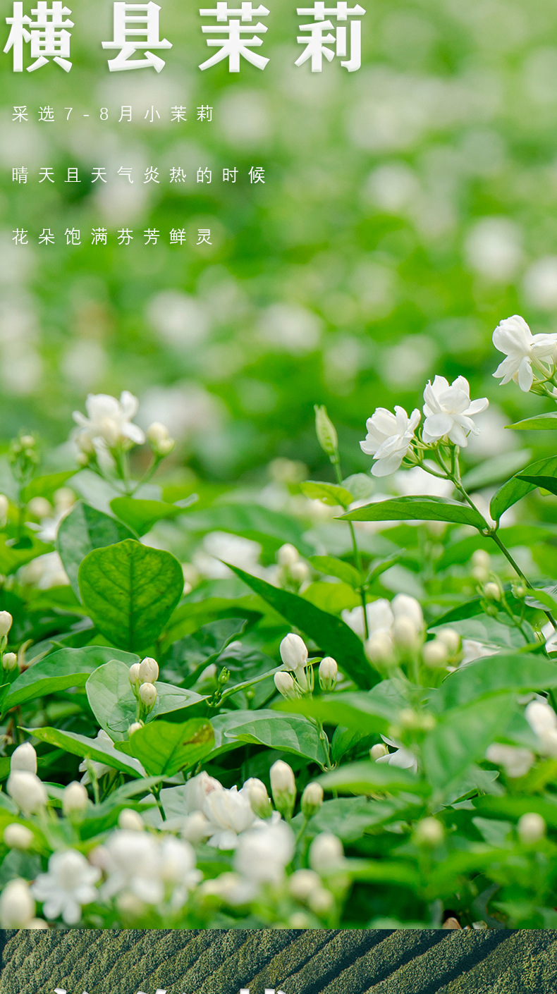 周顺来 浓香茉莉花茶 玉螺散装花茶 广西横县原产地发货
