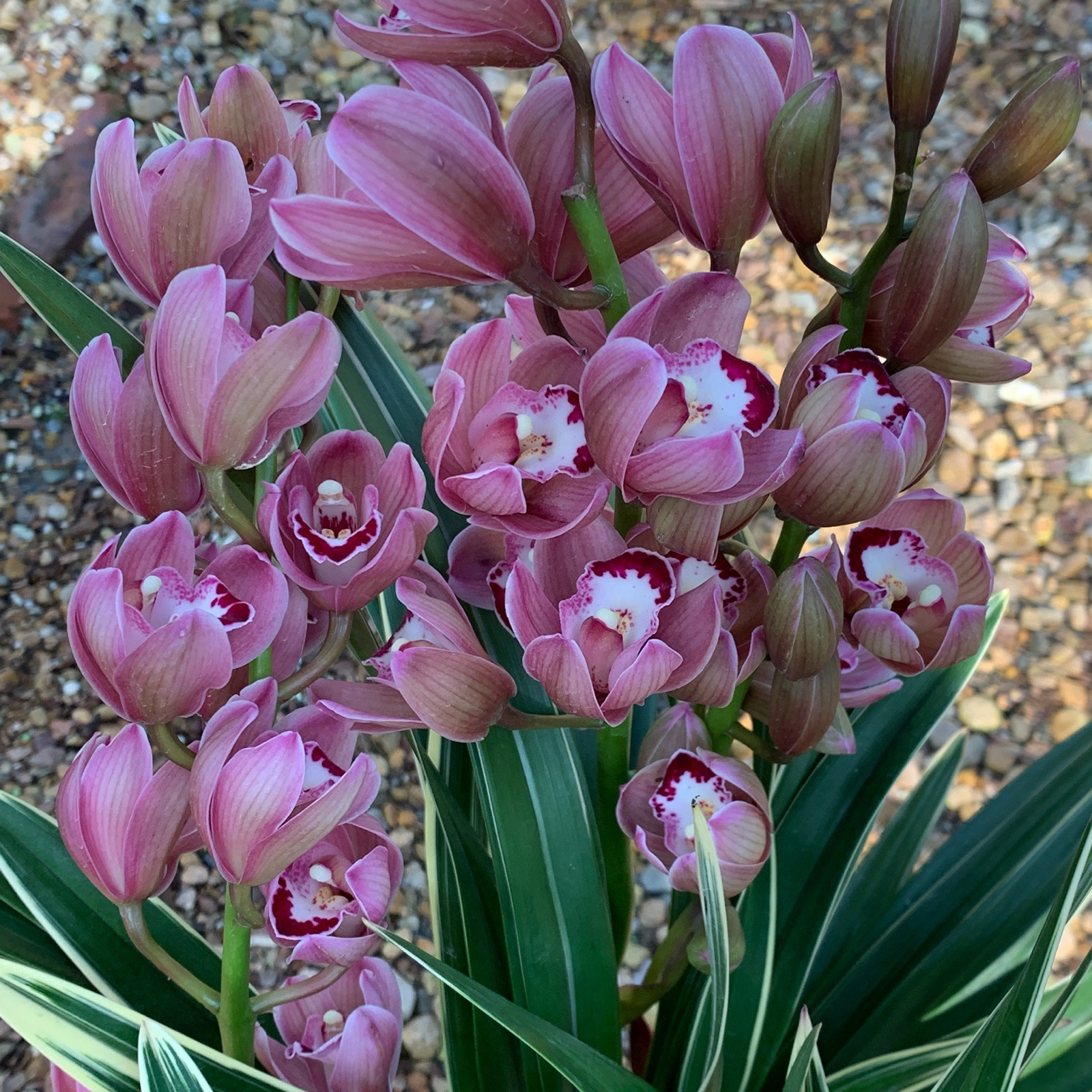 特香兰花 大中国龙 宽叶金边蕙兰盆栽室内四季绿植花卉植物名贵兰