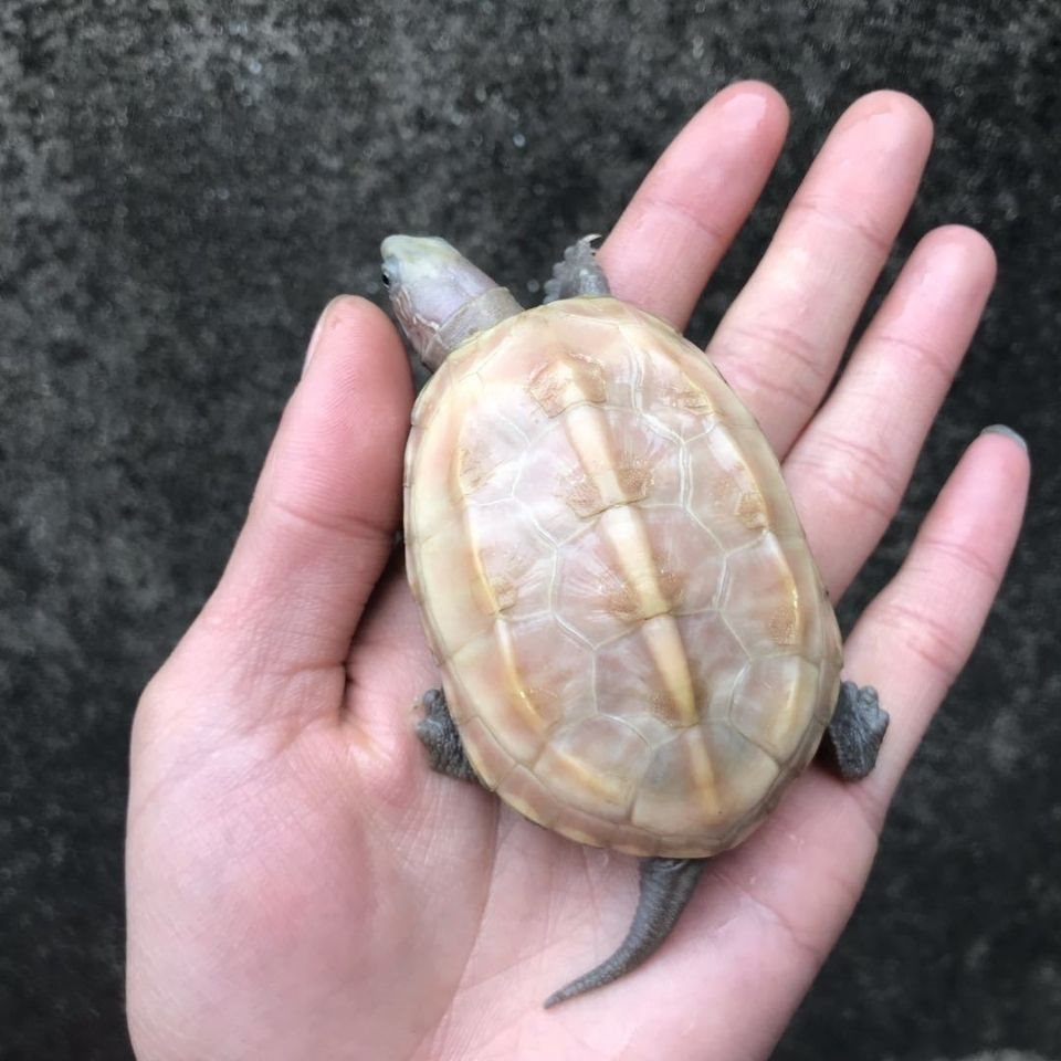 白玉龟 顶墨龟 活体宠物外塘冷水小乌龟中华草龟长寿龟黑腹观赏龟