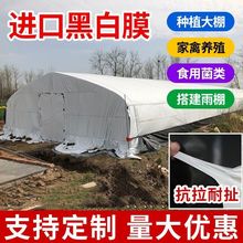 养殖大棚黑白膜隔热膜降温反光茂金属新料食用菌棚膜抗老化防水