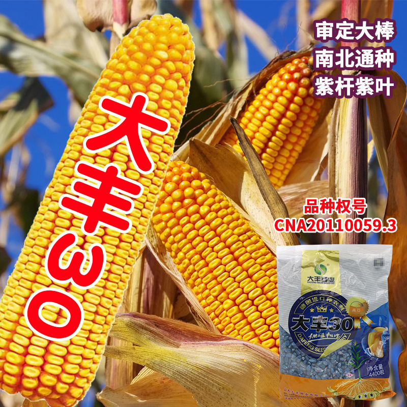 大丰30玉米种子大田审定高产苞米棒子籽 抗倒伏耐旱大棒饲料种籽